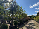 Opstammet vinteregtræ - Quercus petraea i en have med en ret, bar stamme og en stor, harmonisk krone fyldt med tætsiddende, glinsende mørkegrønne og fligede blade.