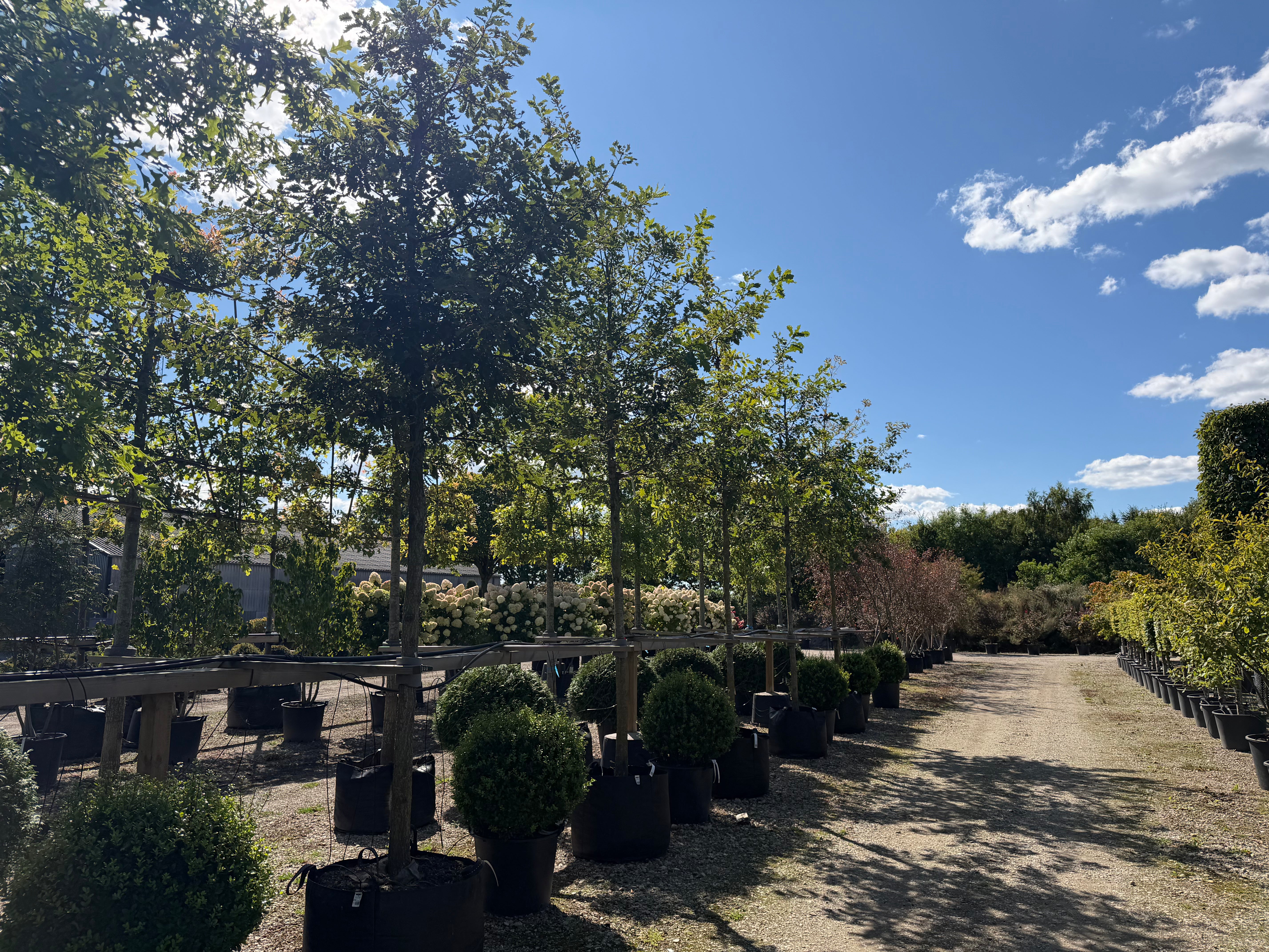 Opstammet vinteregtræ - Quercus petraea i en have med en ret, bar stamme og en stor, harmonisk krone fyldt med tætsiddende, glinsende mørkegrønne og fligede blade.