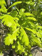 Tæt på et enkelt, læderagtigt egetræsblad med de klassiske, afrundede lapper og tydelige bladnerver, der sidder på en gren af en Fastigiata Koster søjleeg.