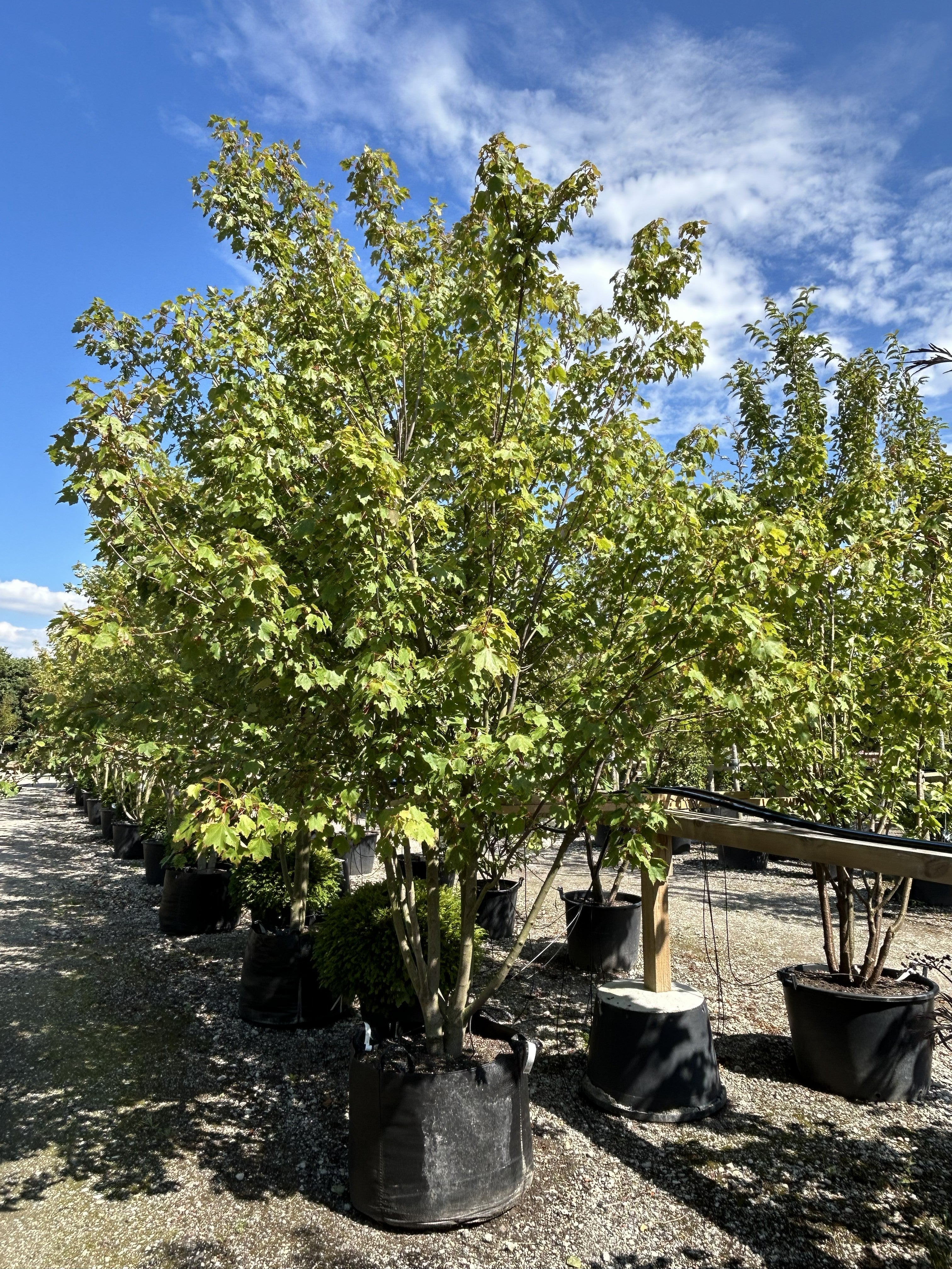 En flerstammet rød løn - Acer rubrum i sommersæsonen med en tæt, kuplet krone af friske grønne blade.