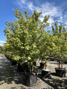 En flerstammet rød løn - Acer rubrum i sommersæsonen med en tæt, kuplet krone af friske grønne blade.