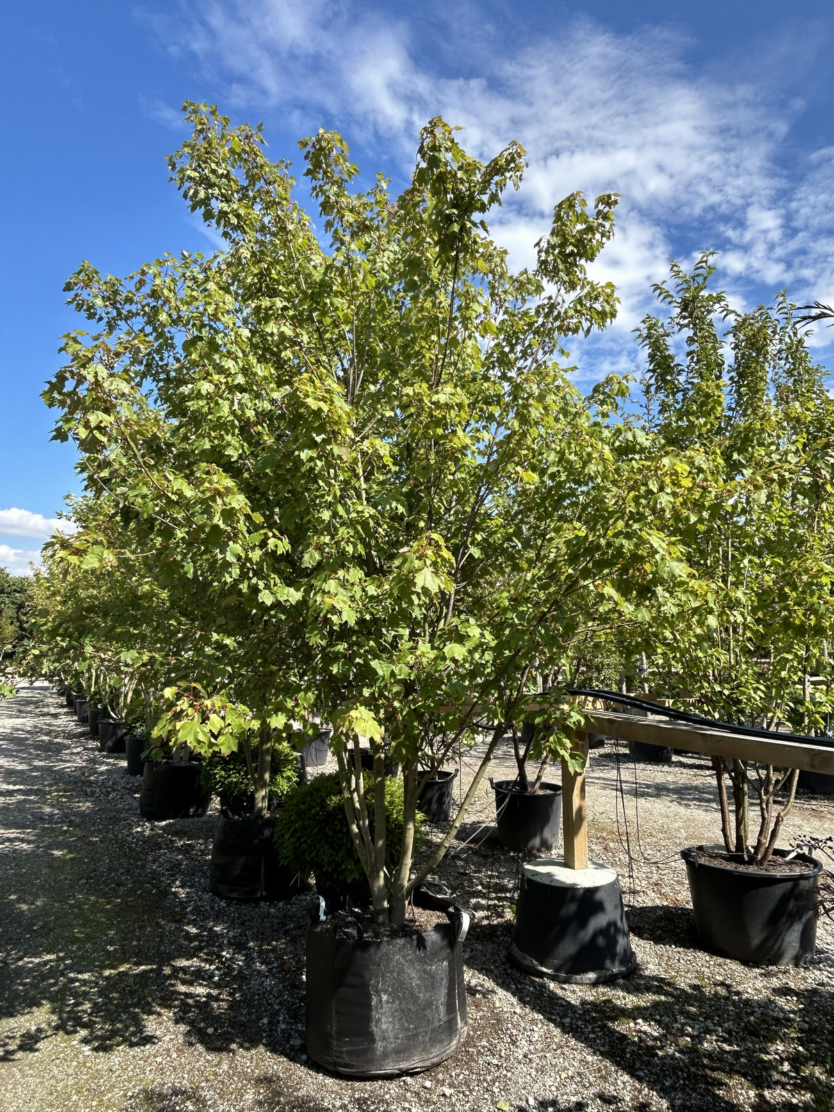 En flerstammet rød løn - Acer rubrum i sommersæsonen med en tæt, kuplet krone af friske grønne blade.