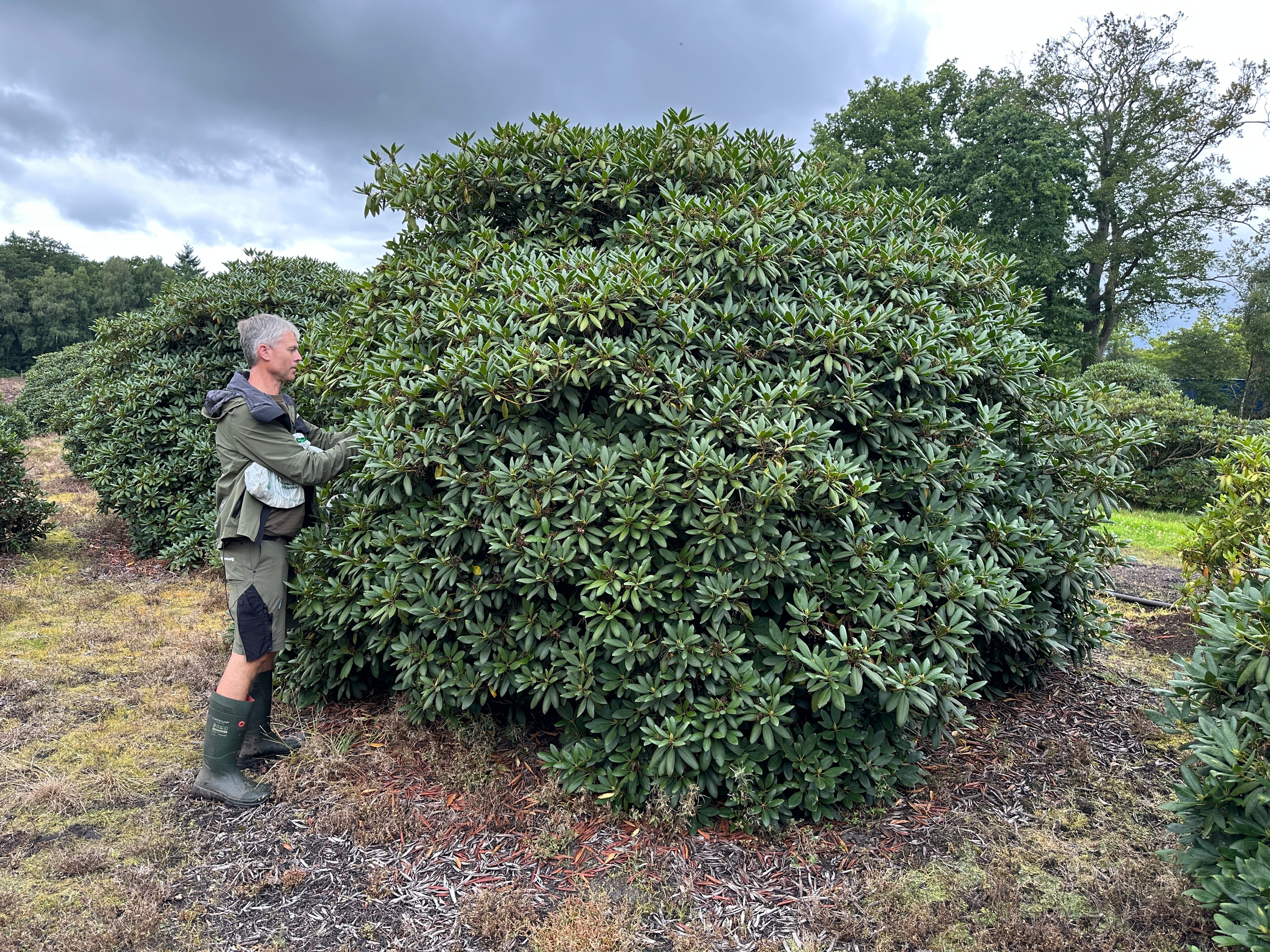 Store rhododendron til haver og parker. 
Sorten Roseum Elegans er en en af de gamle storblomstrende sorter.