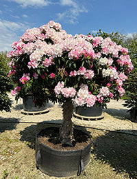 Rhododendron