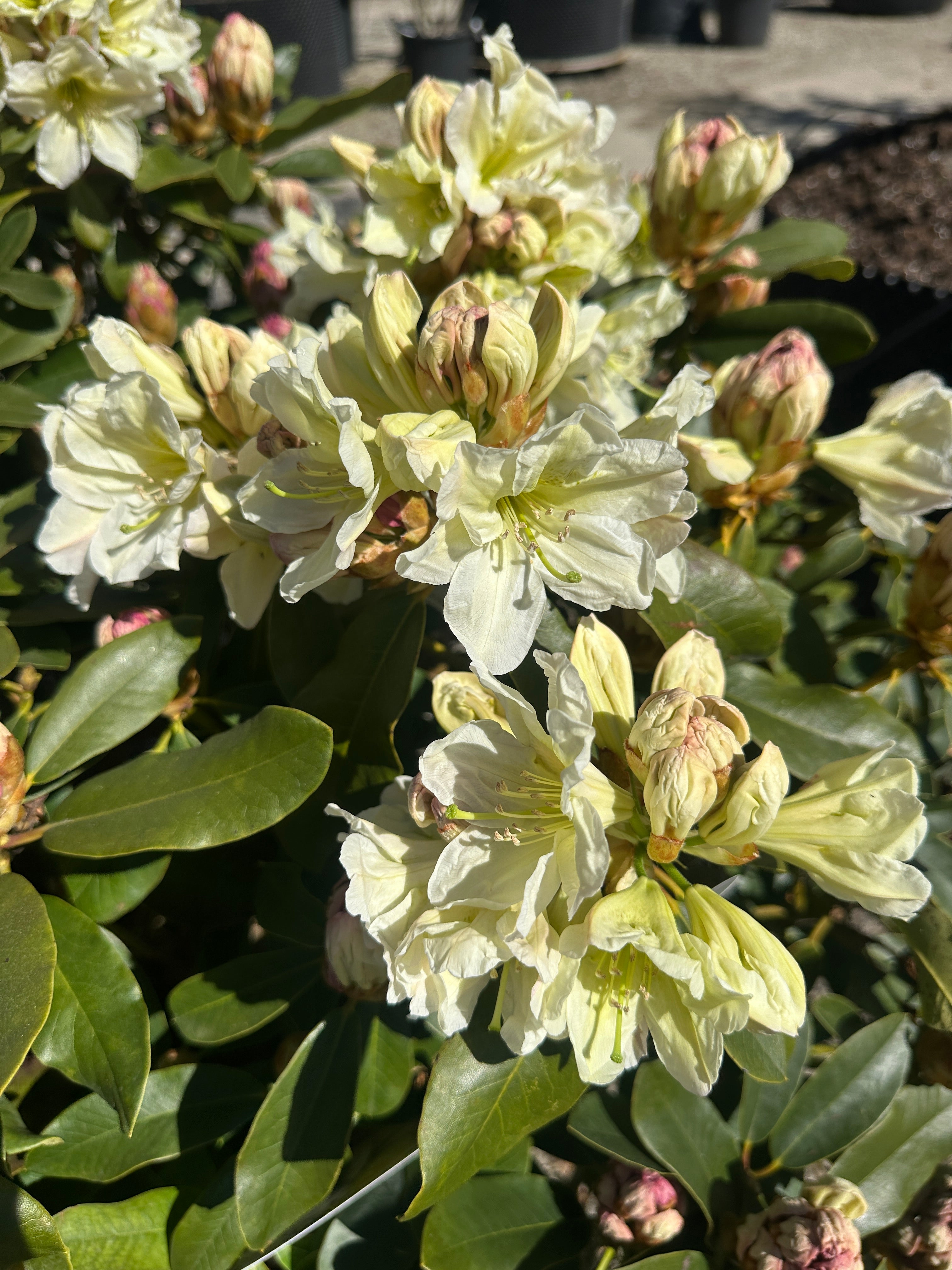 Tæt Rhododendron INKARHO 'Gul Dufthecke' busk med lysegrønne blade og klaser af lysegule, duftende blomster.