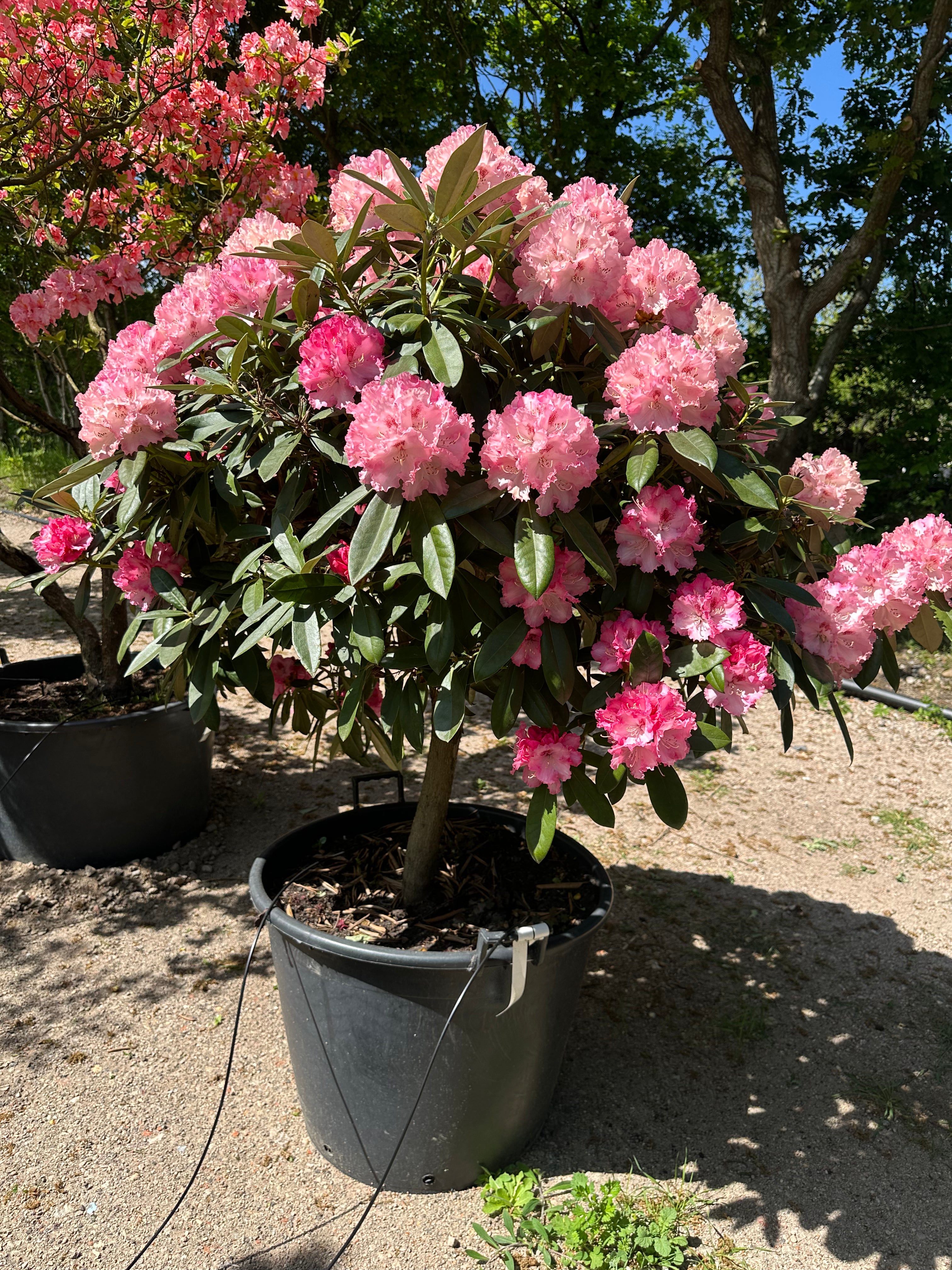 En opstammet, stedsegrøn rhododendron på en enkelt, bar hovedstamme med en kuglerund krone, som er fuldstændig dækket af store klaser med tragtformede forårsblomster over de mørkegrønne, læderagtige blade.