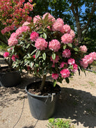 En opstammet, stedsegrøn rhododendron på en enkelt, bar hovedstamme med en kuglerund krone, som er fuldstændig dækket af store klaser med tragtformede forårsblomster over de mørkegrønne, læderagtige blade.