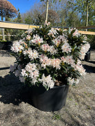 Frodig og stor hvid rhododendron busk med en tæt og rundet vækstform i rig forårsblomstring