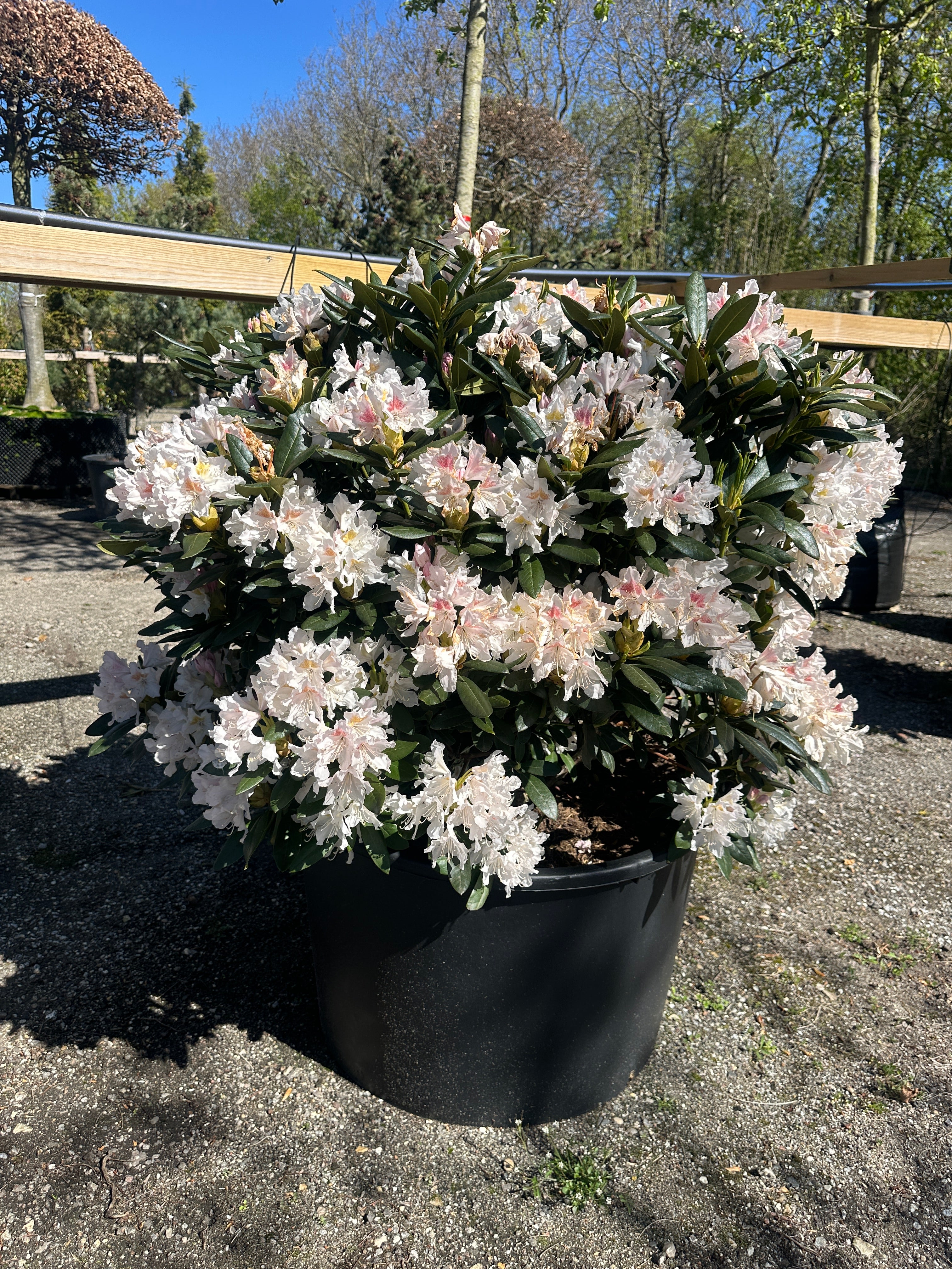 Frodig og stor hvid rhododendron busk med en tæt og rundet vækstform i rig forårsblomstring