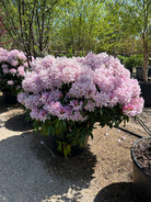 Rigt blomstrende rhododendron Duftheck med lyserød blomsterfarve. 