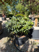 Stedsegrøn Rhododendron Fantastica, en surbundsbusk efter en blomstring med tofarvede, dybrosa og hvide blomsterklaser.