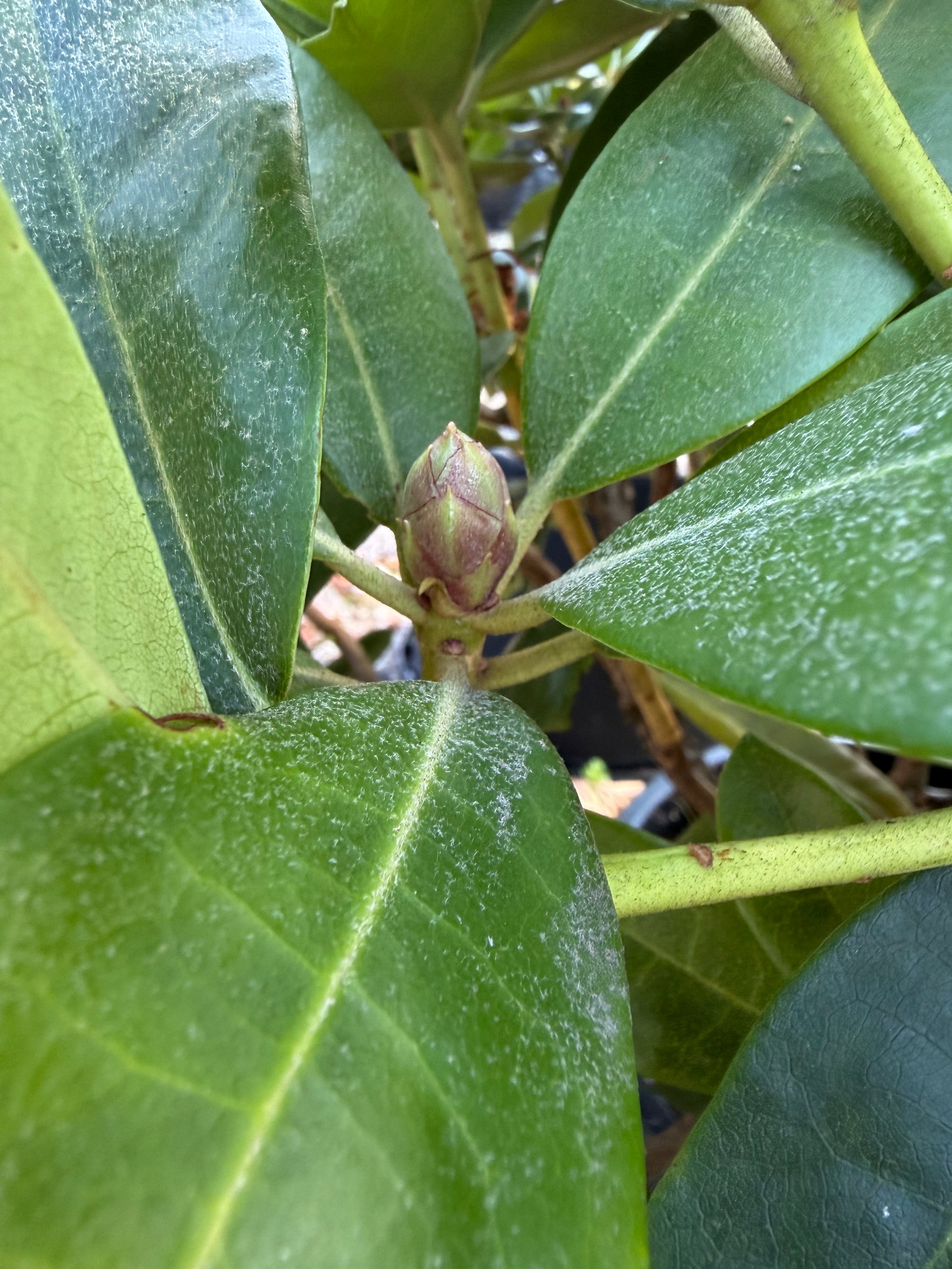 Rhododendronen Gomer Waterer i september med tætte, lysegrønne skud og fuldt udviklede vinterknopper.