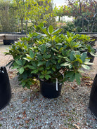  Stedsegrøn Rhododendron Gomer Waterer, en surbundsbusk efter en blomstring med store klaser af hvidrosa og syrenfarvede blomster.