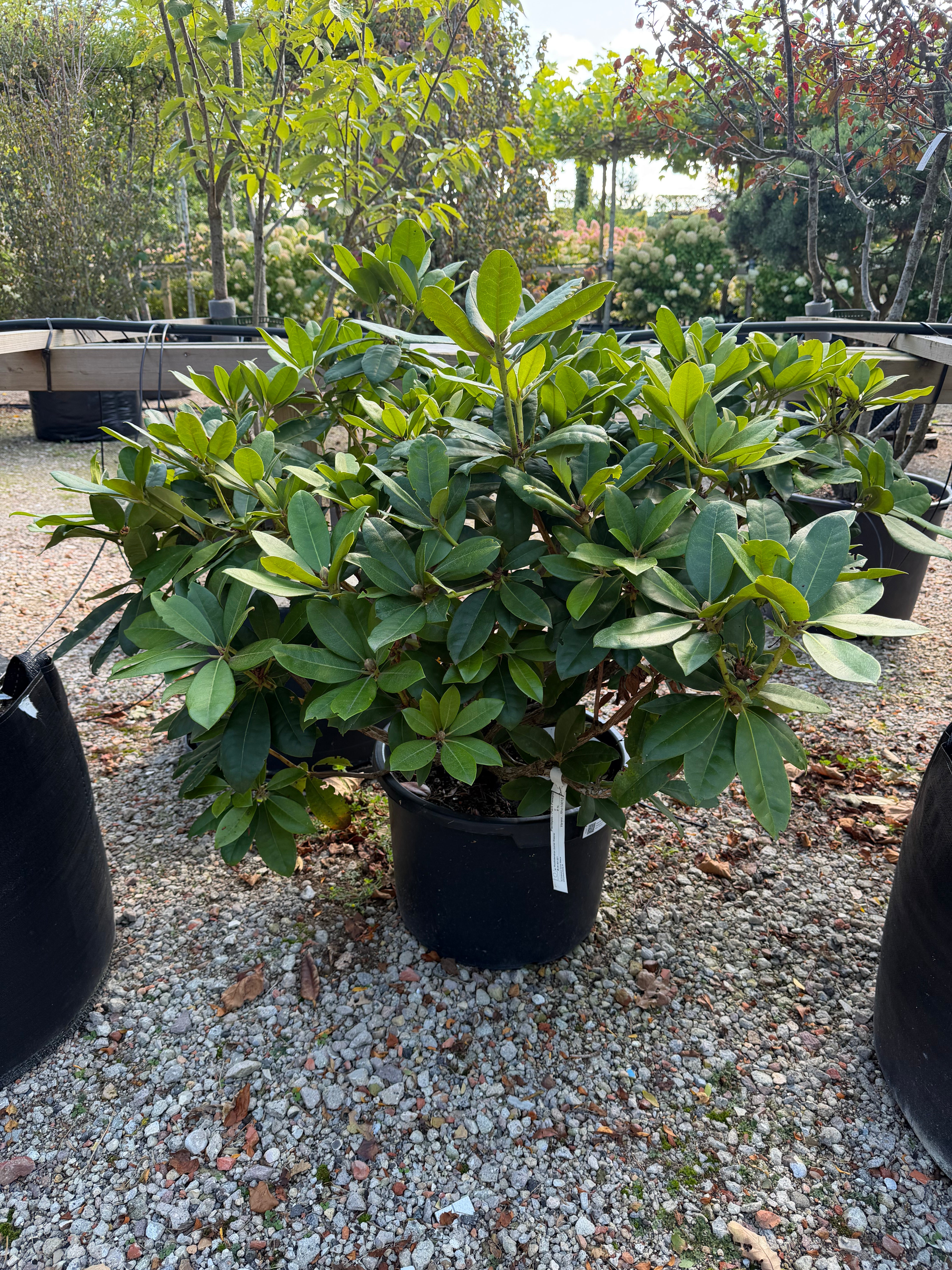  Stedsegrøn Rhododendron Gomer Waterer, en surbundsbusk efter en blomstring med store klaser af hvidrosa og syrenfarvede blomster.