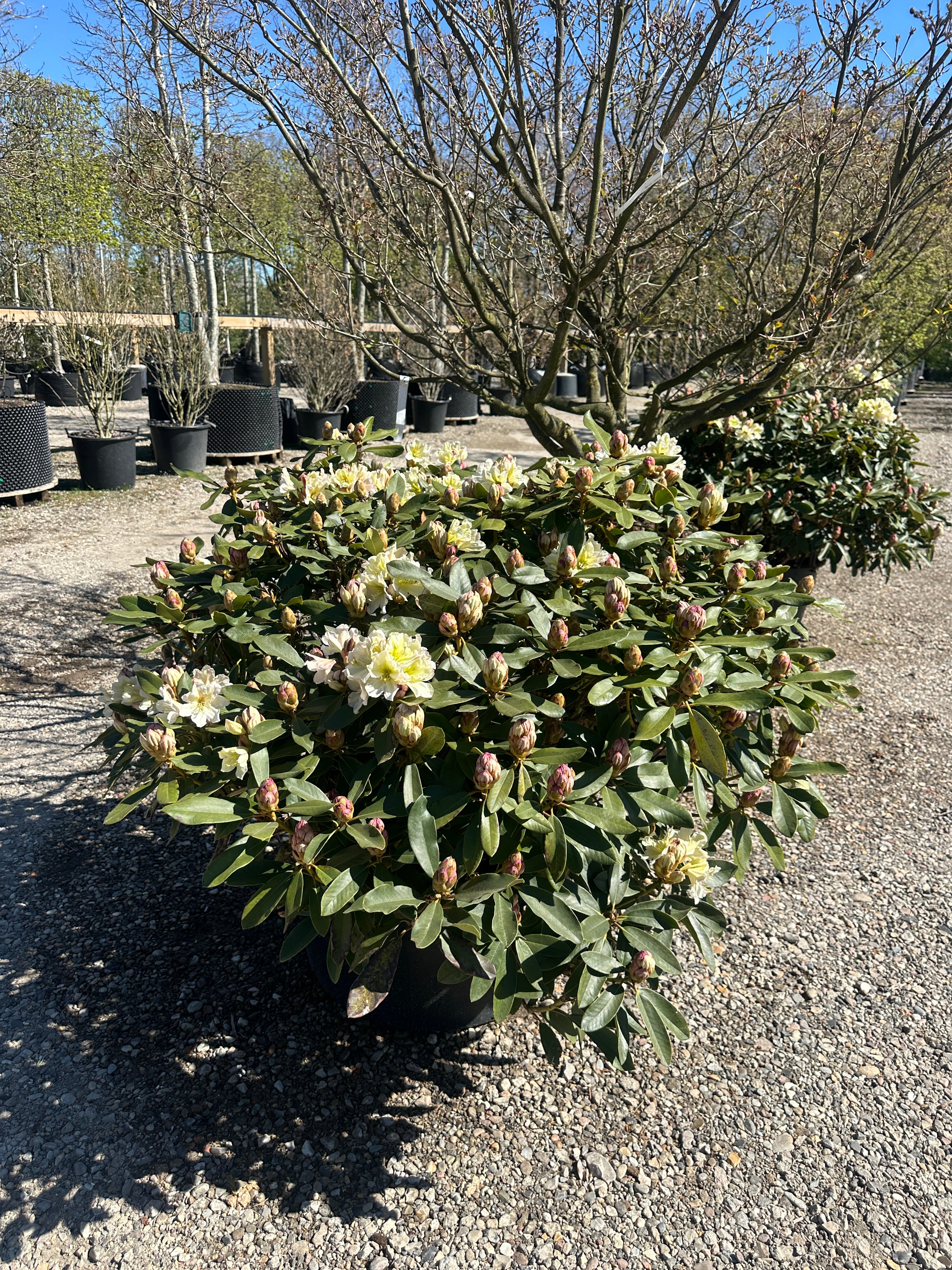 Tæt Rhododendron INKARHO 'Gul Dufthecke' busk med lysegrønne blade og klaser af lysegule, duftende blomster.