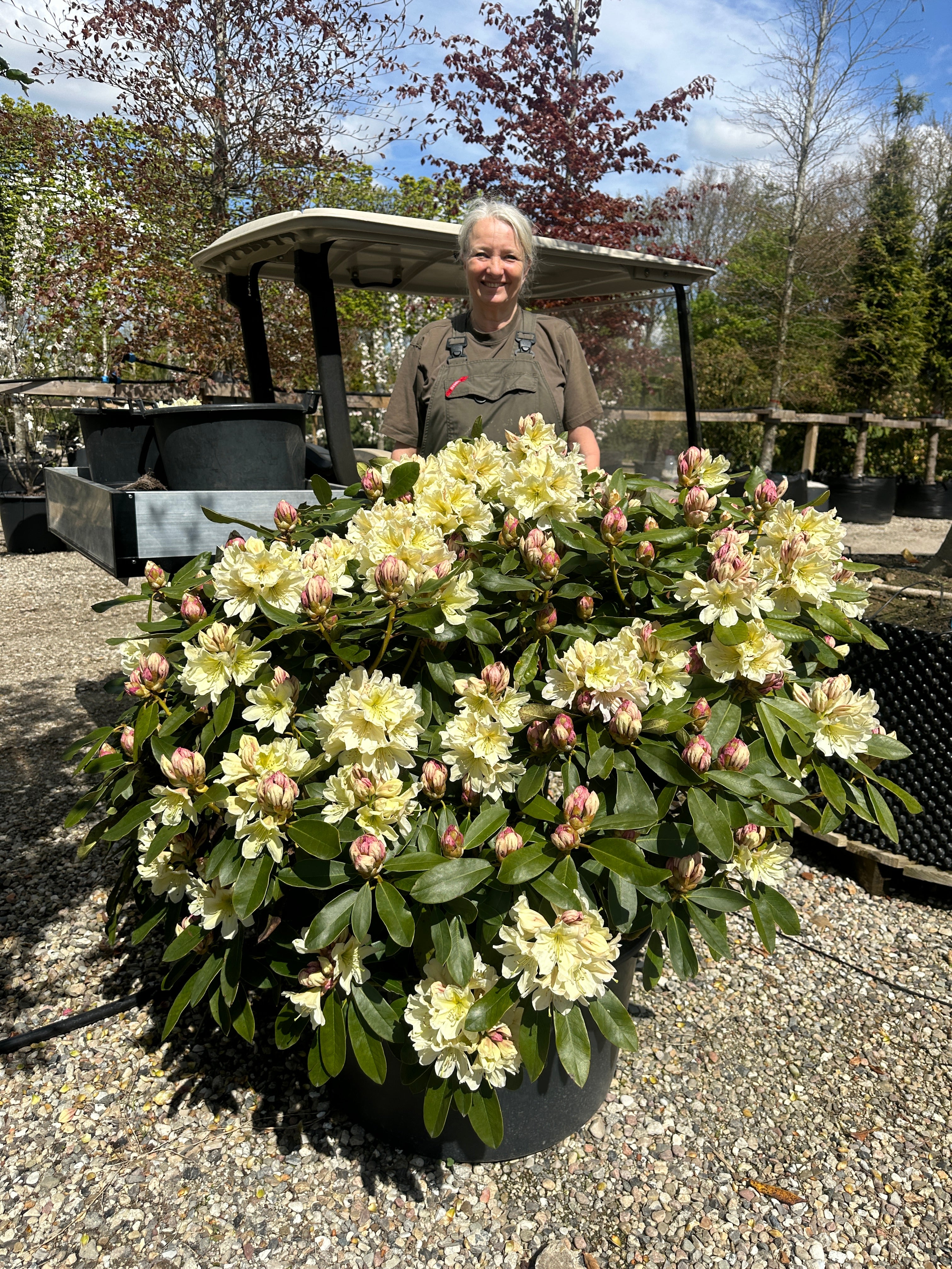 Tæt Rhododendron INKARHO 'Gul Dufthecke' busk med lysegrønne blade og klaser af lysegule, duftende blomster.