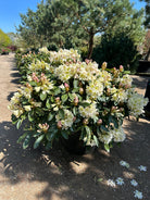 En tæt og blomstrende Rhododendron INKARHO 'Hvid Dufthecke' busk fyldt med store, hvide blomsterklaser.