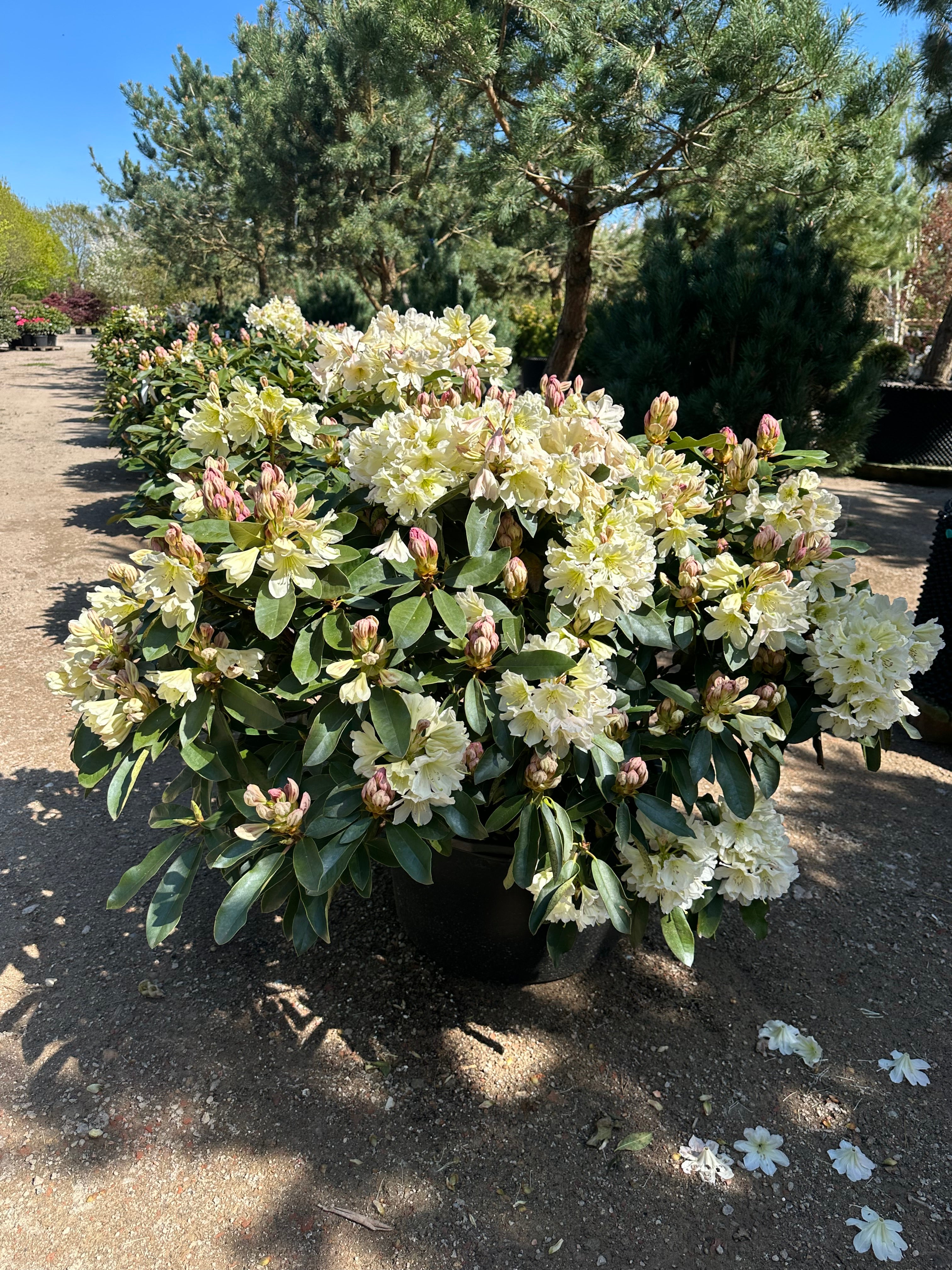 En tæt og blomstrende Rhododendron INKARHO 'Hvid Dufthecke' busk fyldt med store, hvide blomsterklaser.