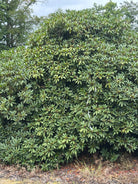 Nærbillede af den tætte og brede krone på en multistammet rhododendron Roseum Elegans fyldt med store læderagtige og ovale mørkegrønne blade
