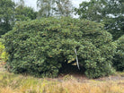 Skulpturel multistammet rhododendron Roseum Elegans med flere rå og blottede stammer i bunden under en bred og tæt krone af store stedsegrønne blade.