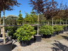 tedsegrøn Rhododendron catawbiense Boursault surbundsbusk, efter en blomstring med store klaser af lilla-violette blomster.