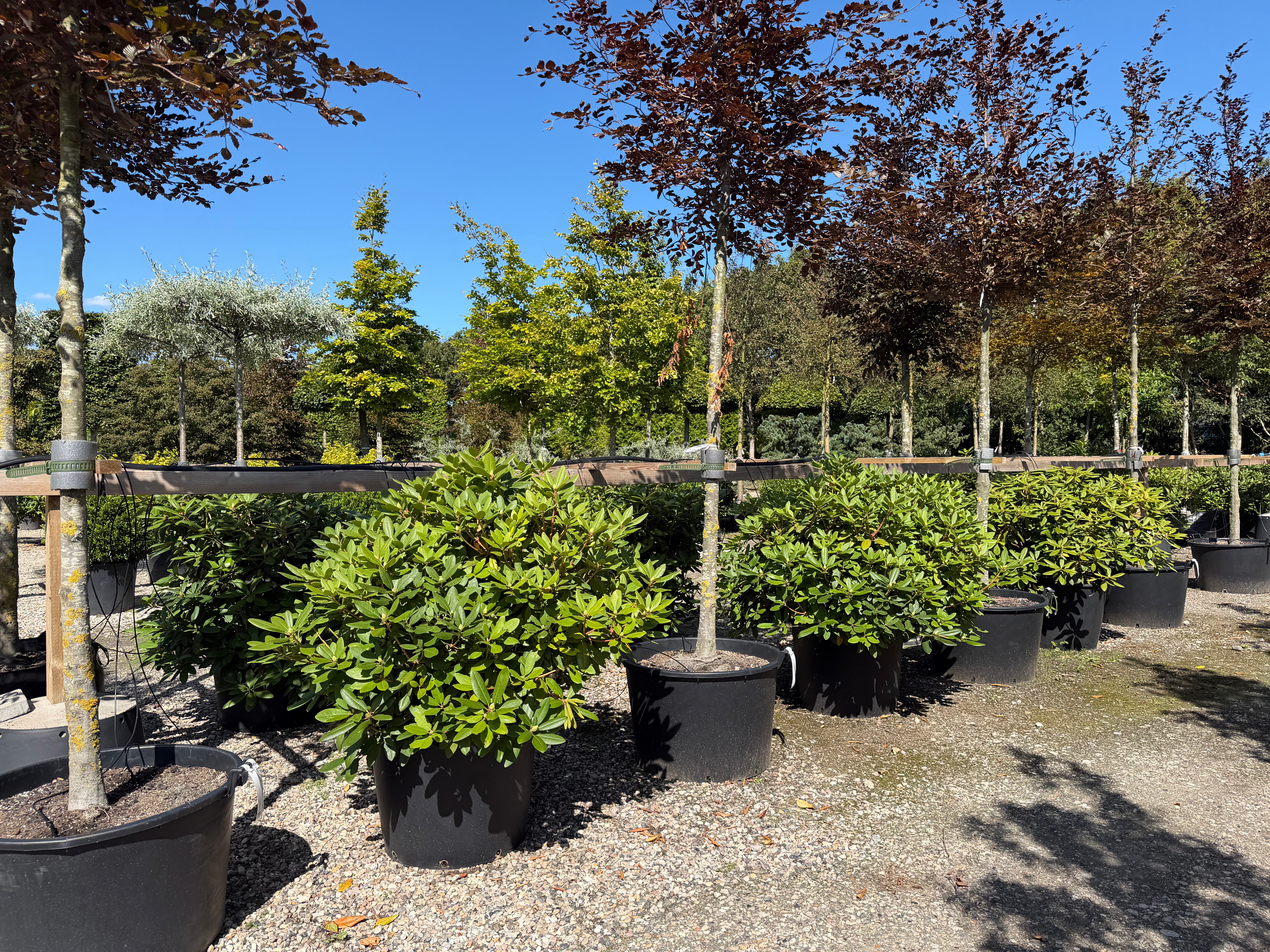 tedsegrøn Rhododendron catawbiense Boursault surbundsbusk, efter en blomstring med store klaser af lilla-violette blomster.