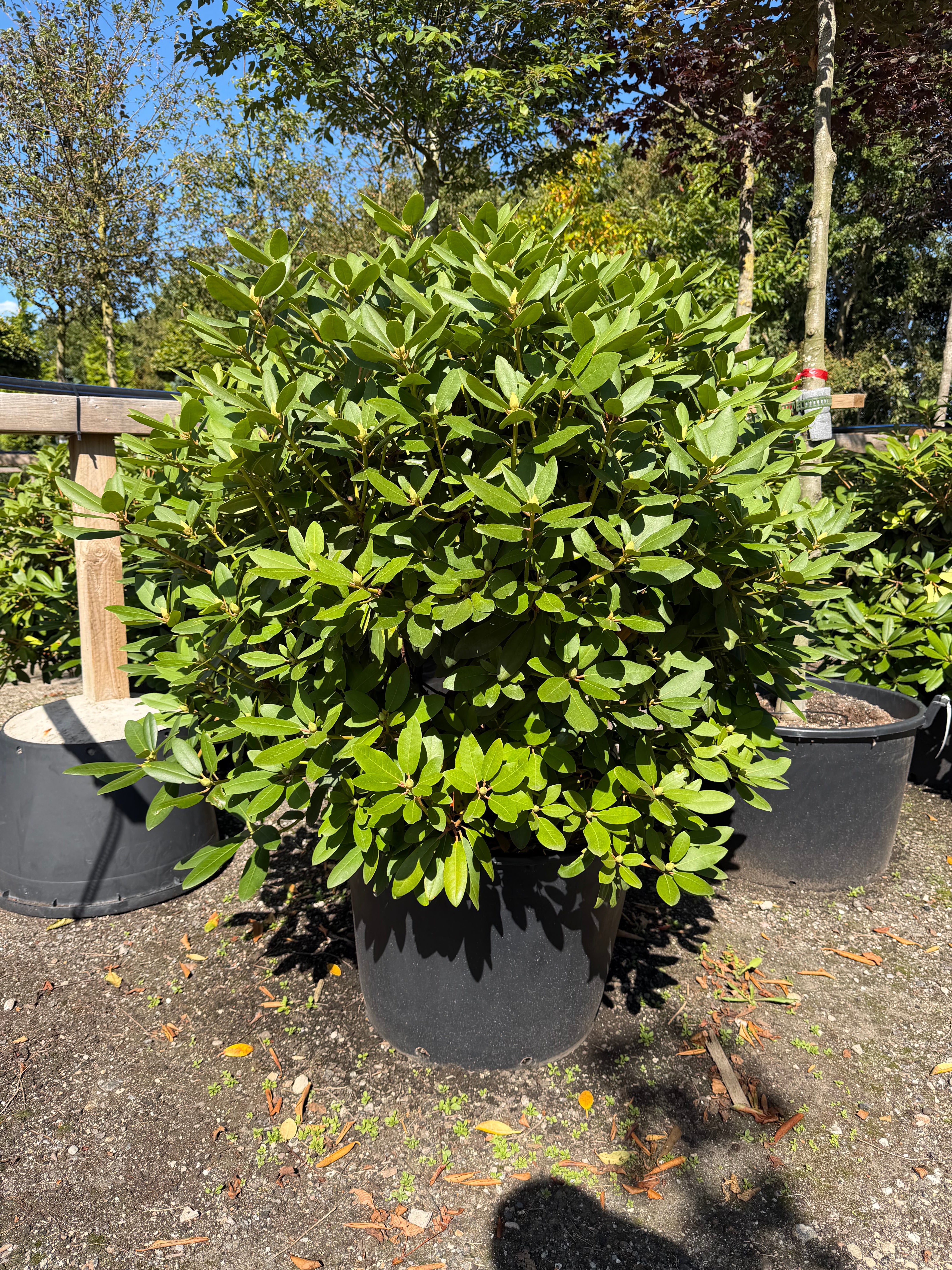 tedsegrøn Rhododendron catawbiense Boursault surbundsbusk, efter en blomstring med store klaser af lilla-violette blomster.