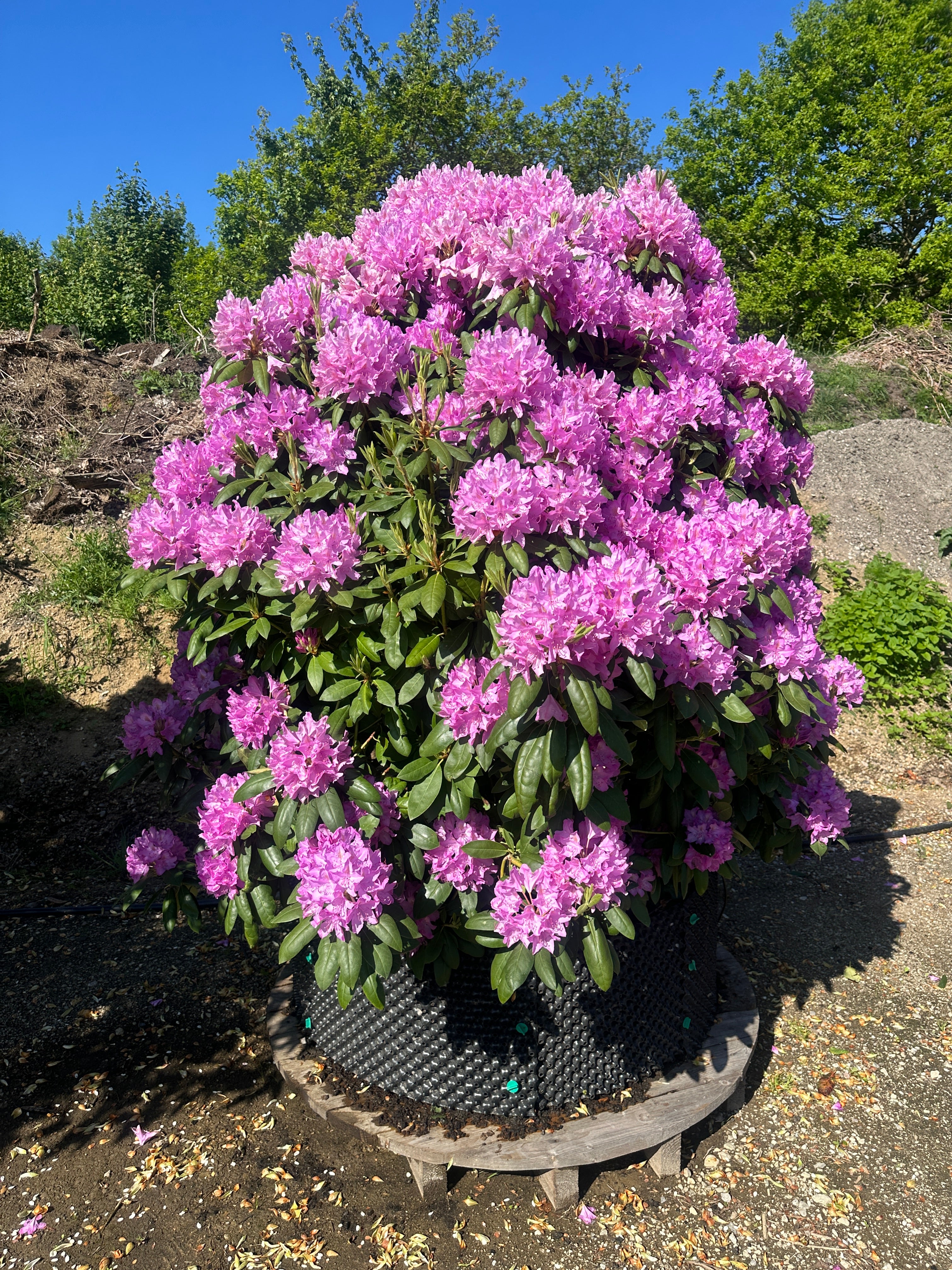Solitær Rhododendron 'Boursault' i fuld forårsblomstring som en stor, fritstående busk dækket af lillaviolette blomster.