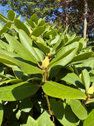 En kraftig, lilla-tonet rhododendronknop, der gør klar til forårets blomstring.