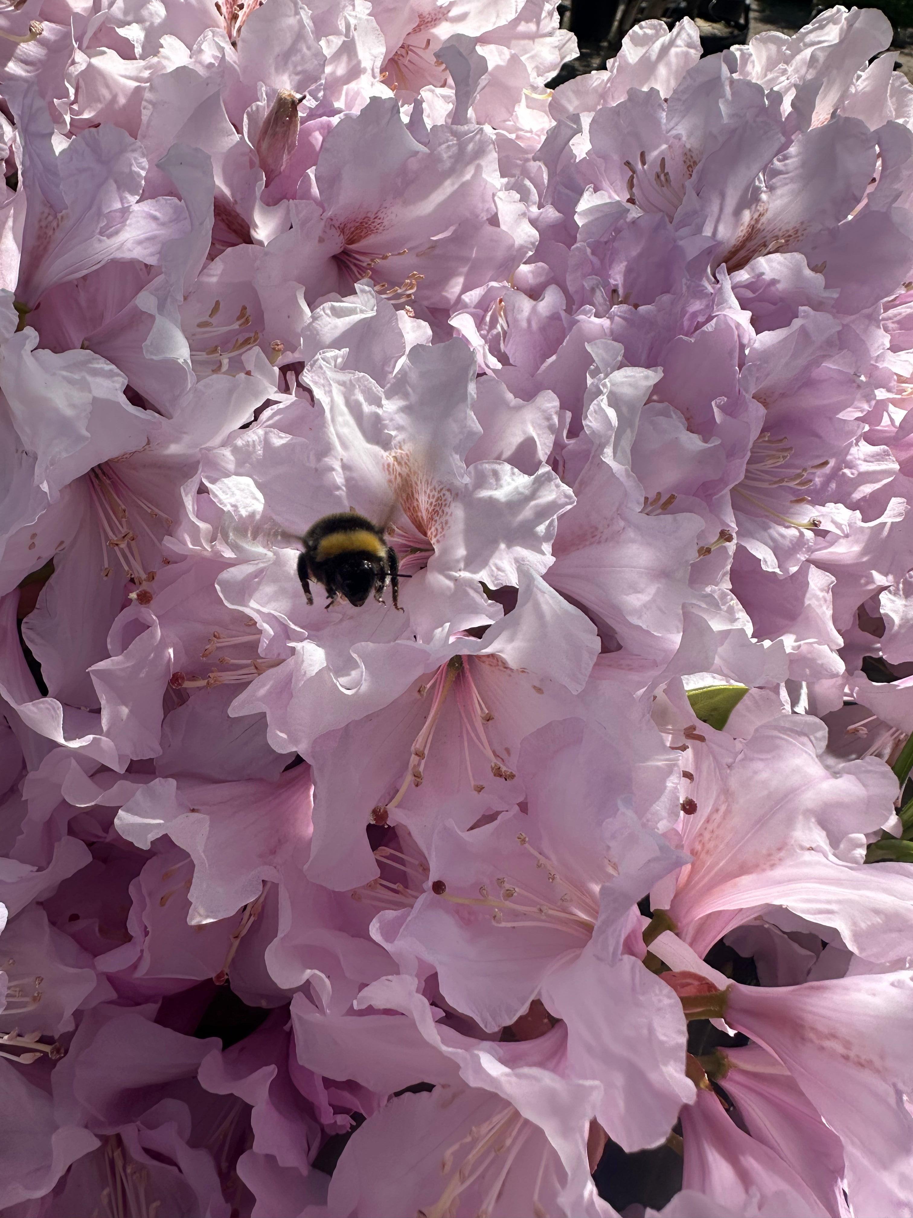 Insektvenlige blomster i Rhododendron Duftheck