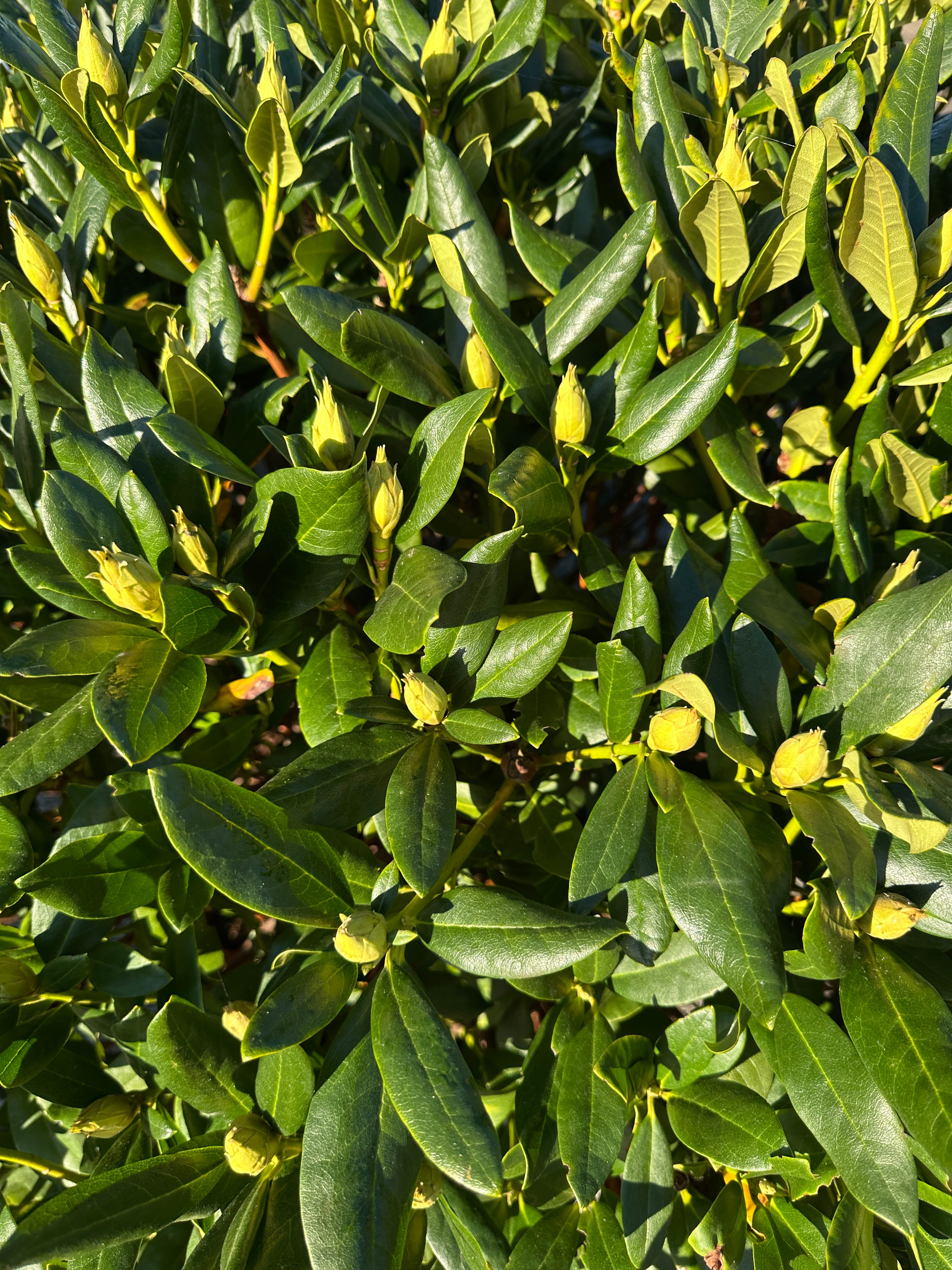 Rhododendron Cunningham's White med mørkegrønne, læderagtige blade og små, umodne grønne blomsterknopper.