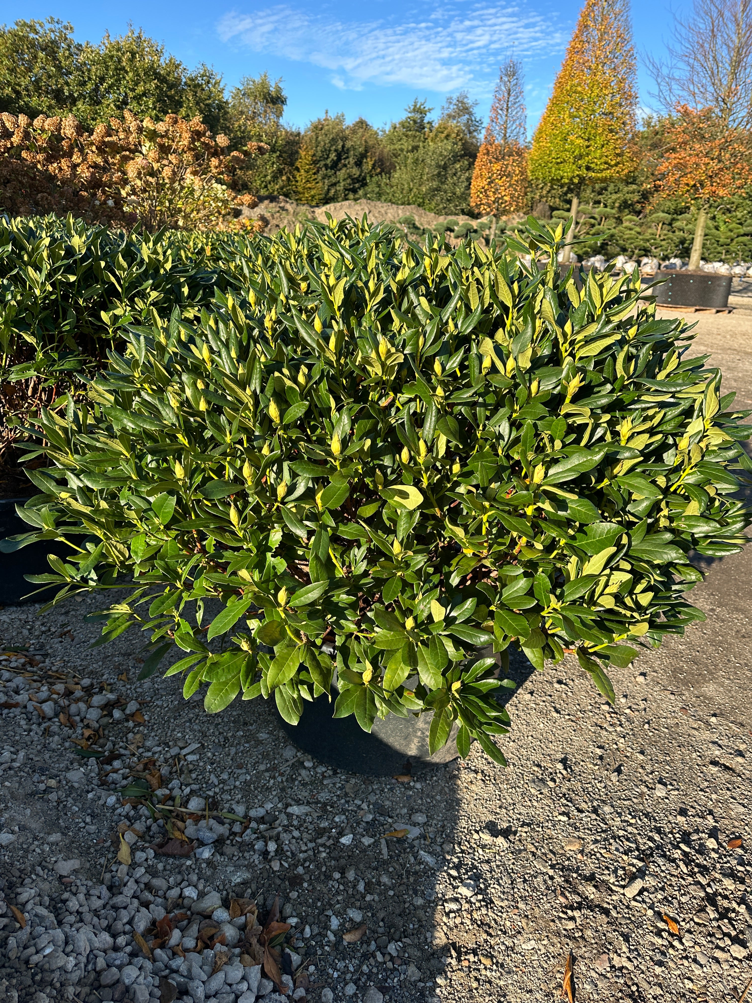 Rhododendron Cunningham's White med mørkegrønne, læderagtige blade og små, umodne grønne blomsterknopper.