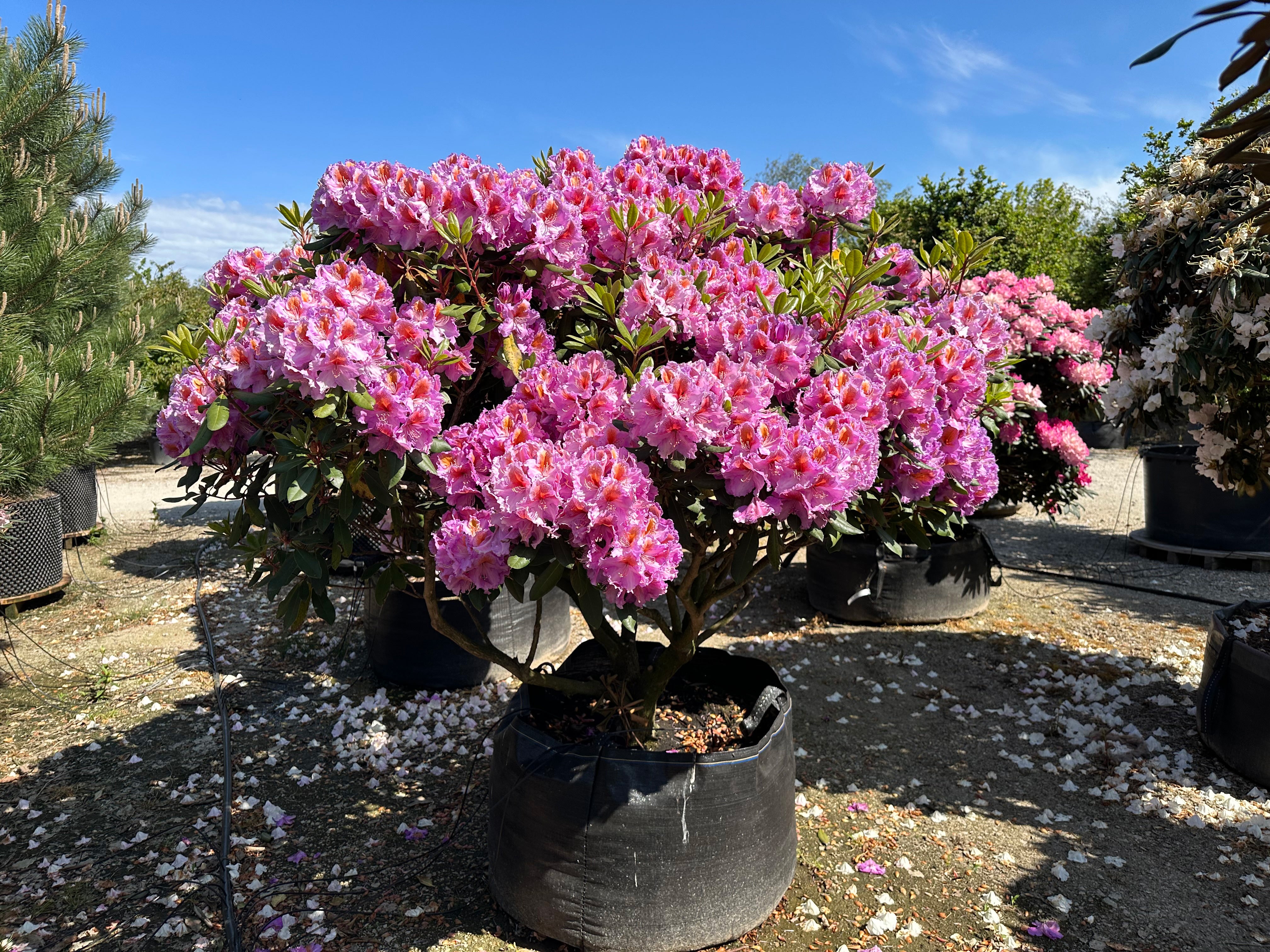 Opstammet Tanaga-rhododendron i fuld blomst.