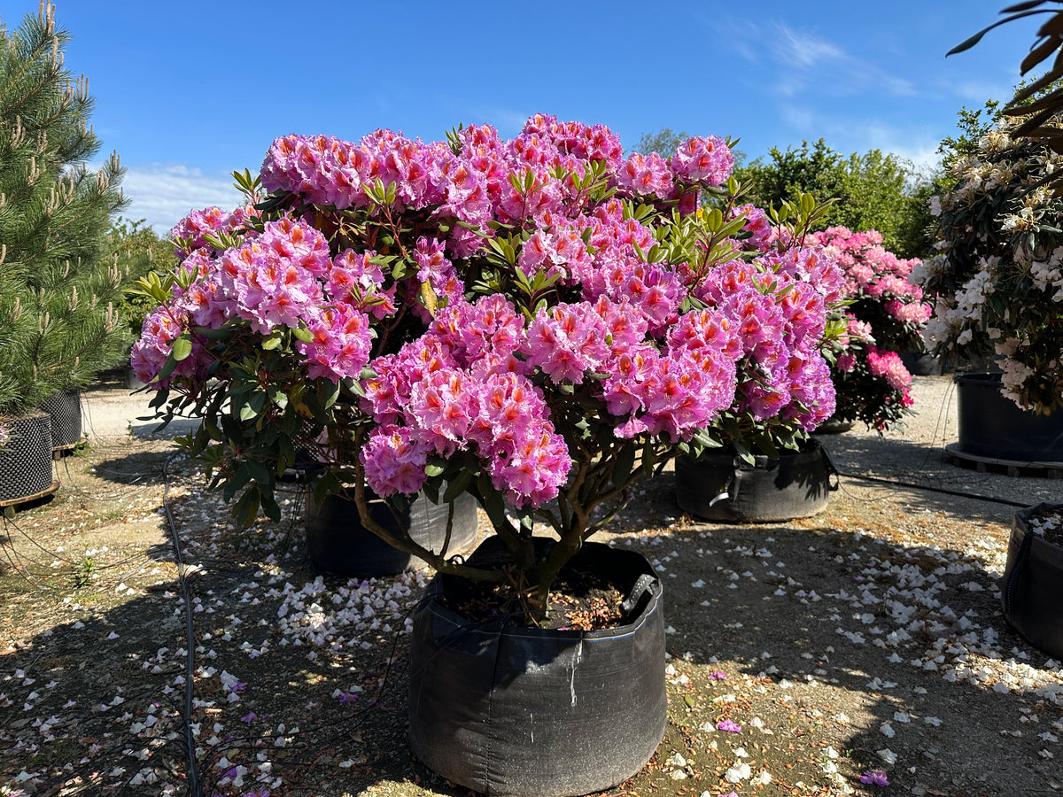 Opstammet Tanaga-rhododendron i fuld blomst.