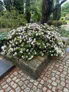 Kompakt dværgrhododendron Bloombux som en tæt og afrundet busk i fuld forårsblomstring dækket af små sarte lyserøde blomsterpompomer.