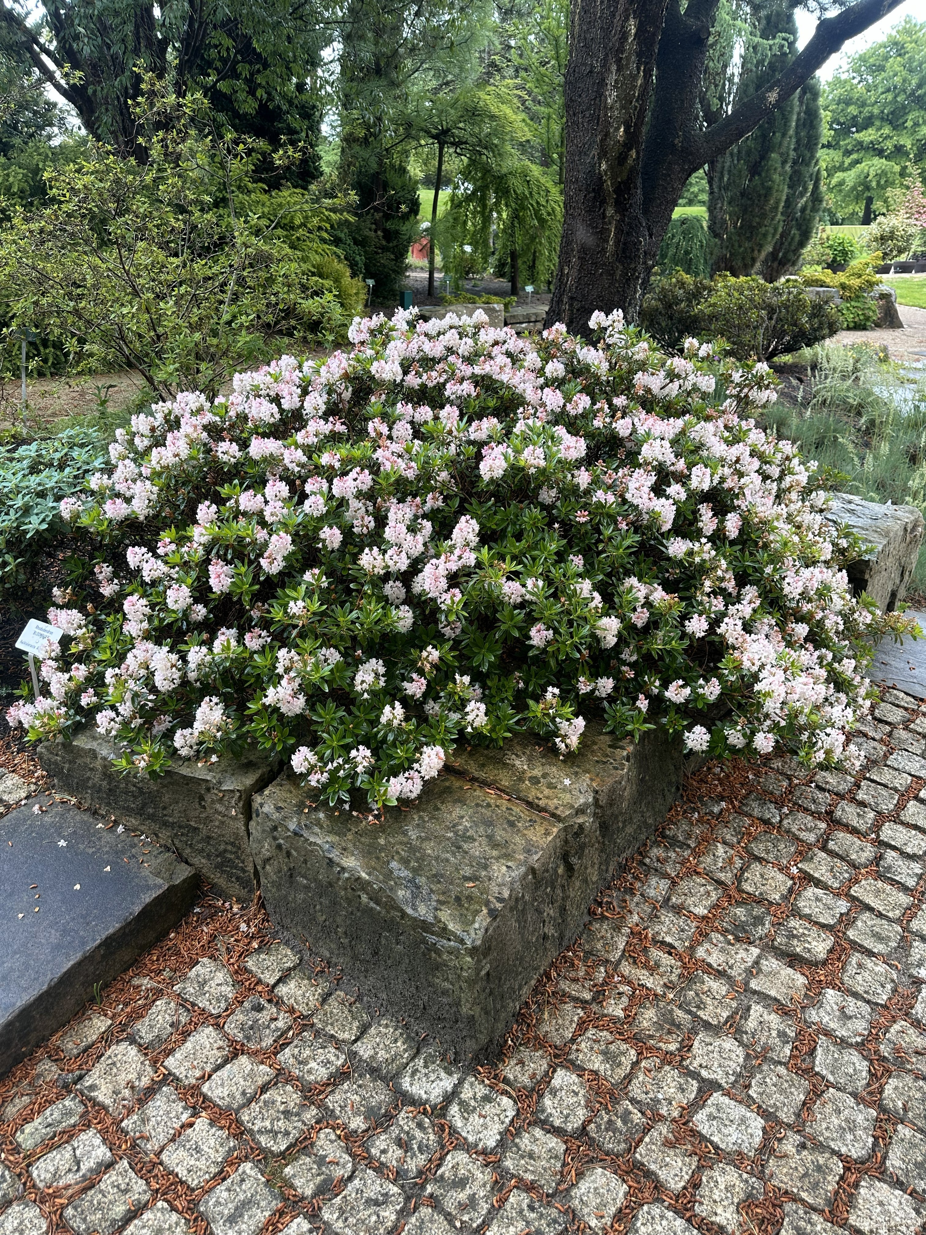 Kompakt dværgrhododendron Bloombux som en tæt og afrundet busk i fuld forårsblomstring dækket af små sarte lyserøde blomsterpompomer.
