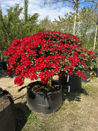 Opstammet Rotkäppchen-rhododendron i fuld blomst med intense røde blomster.