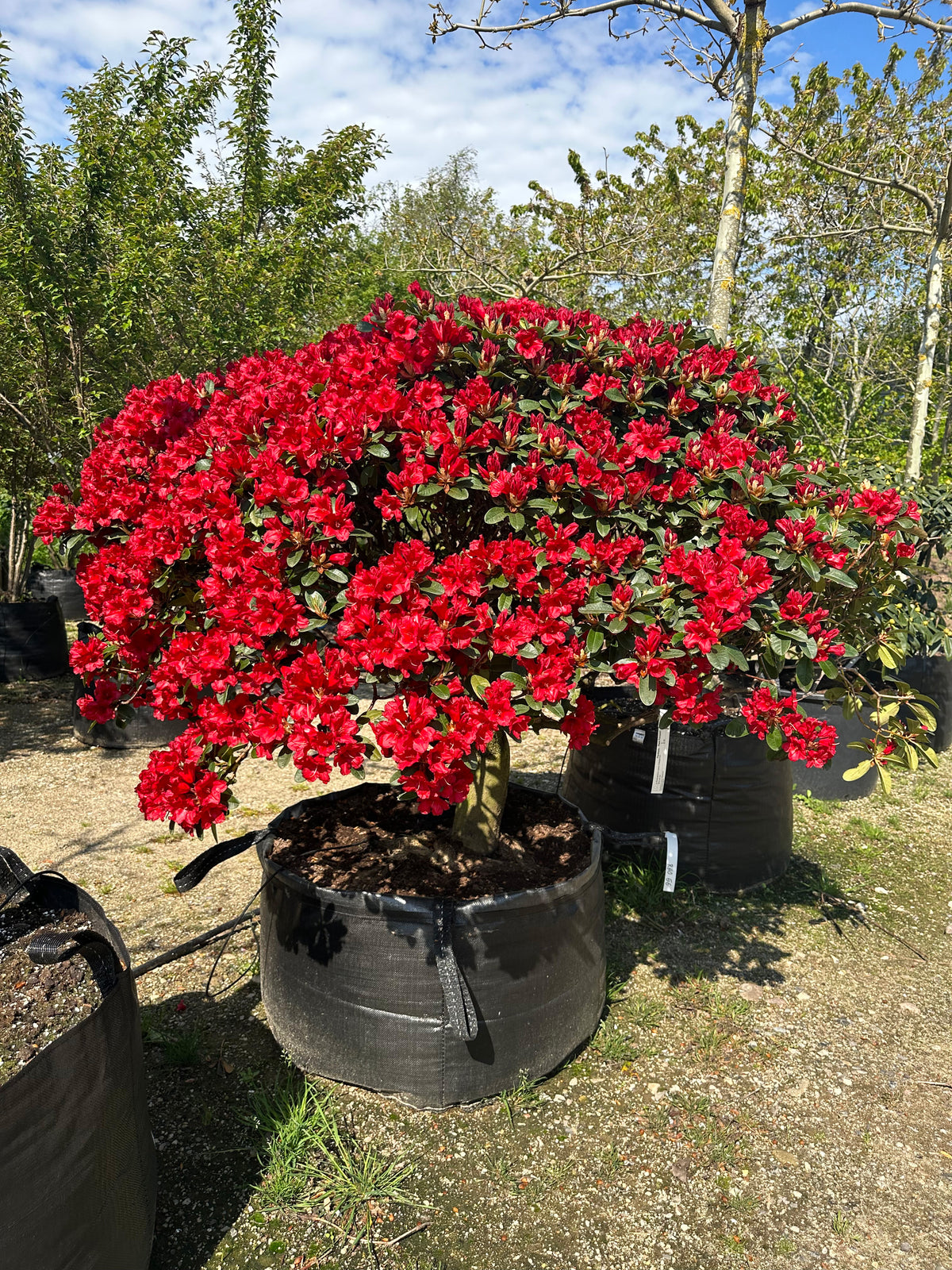Opstammet Rotkäppchen-rhododendron i fuld blomst med intense røde blomster.