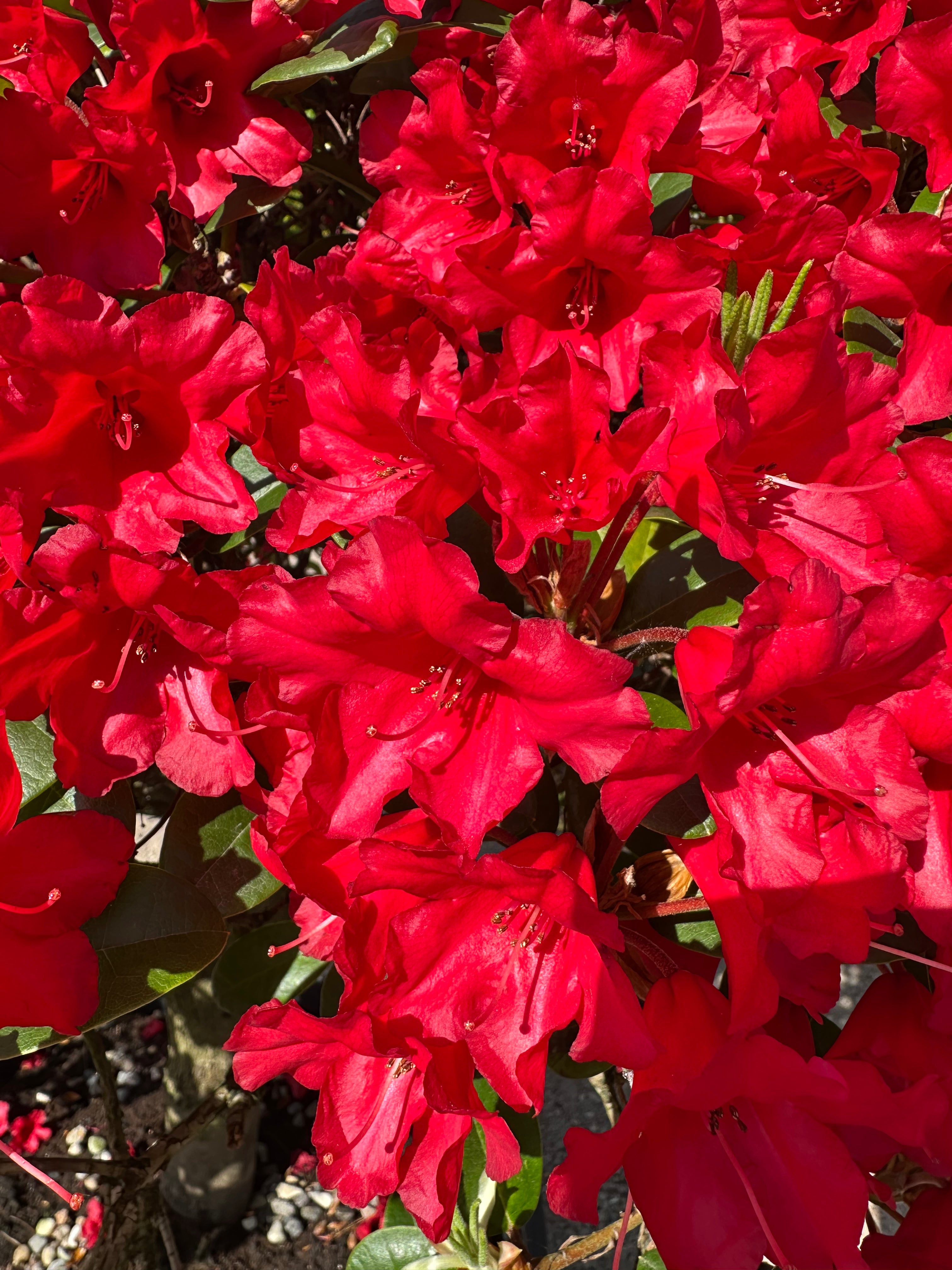 De karakteristiske mørkerøde blomster på en Rhododendron repens Rotkäppchen.