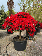 Opstammet Rhododendron repens Rotkäppchen med en tæt, rund krone i fuld blomst med intense mørkerøde, klokkeformede blomster.
