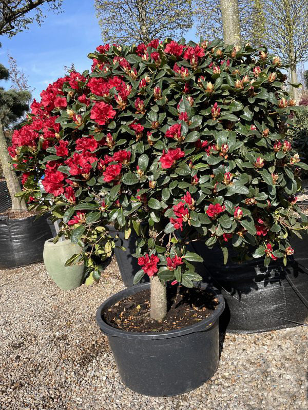 Opstammet Rhododendron repens Rotkäppchen med en tæt, rund krone på vej i blomst med intense mørkerøde, klokkeformede blomster.