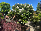 Et lille opstammet Rhododendron yakushimanum Almut-træ med en tæt, rund krone dækket af snehvide blomsterklaser.