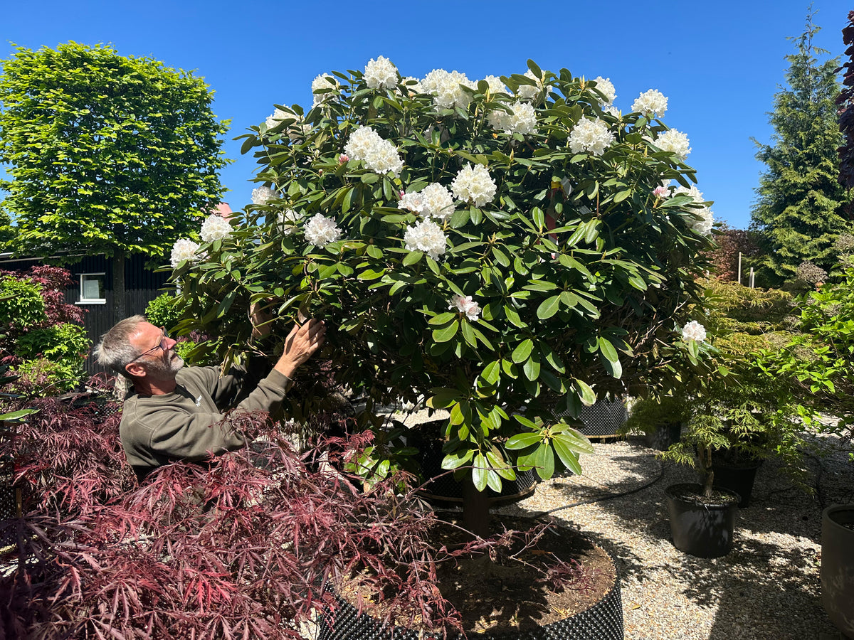 Et lille opstammet Rhododendron yakushimanum Almut-træ med en tæt, rund krone dækket af snehvide blomsterklaser.