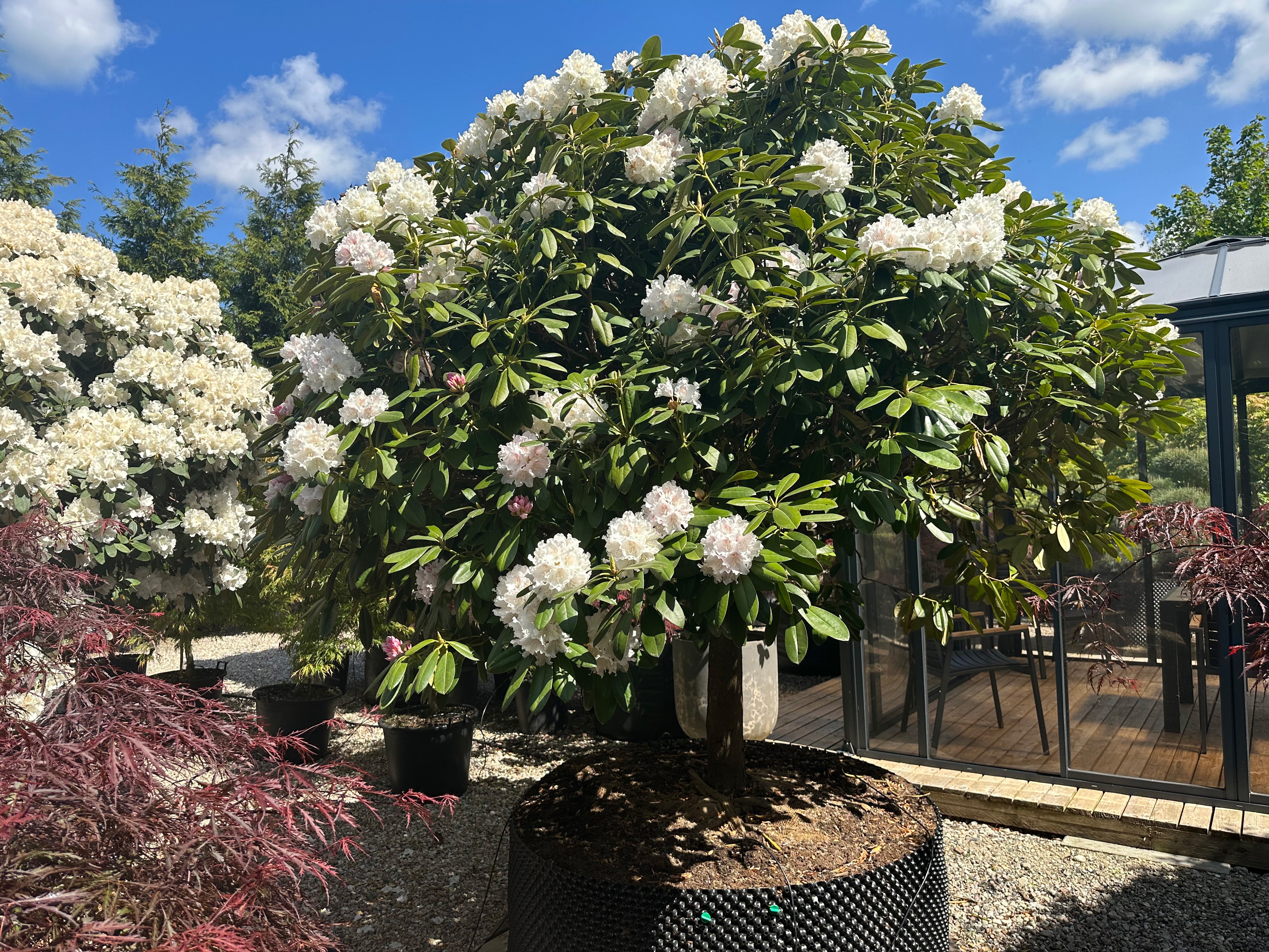 Et lille opstammet Rhododendron yakushimanum Almut-træ med en tæt, rund krone dækket af snehvide blomsterklaser.
