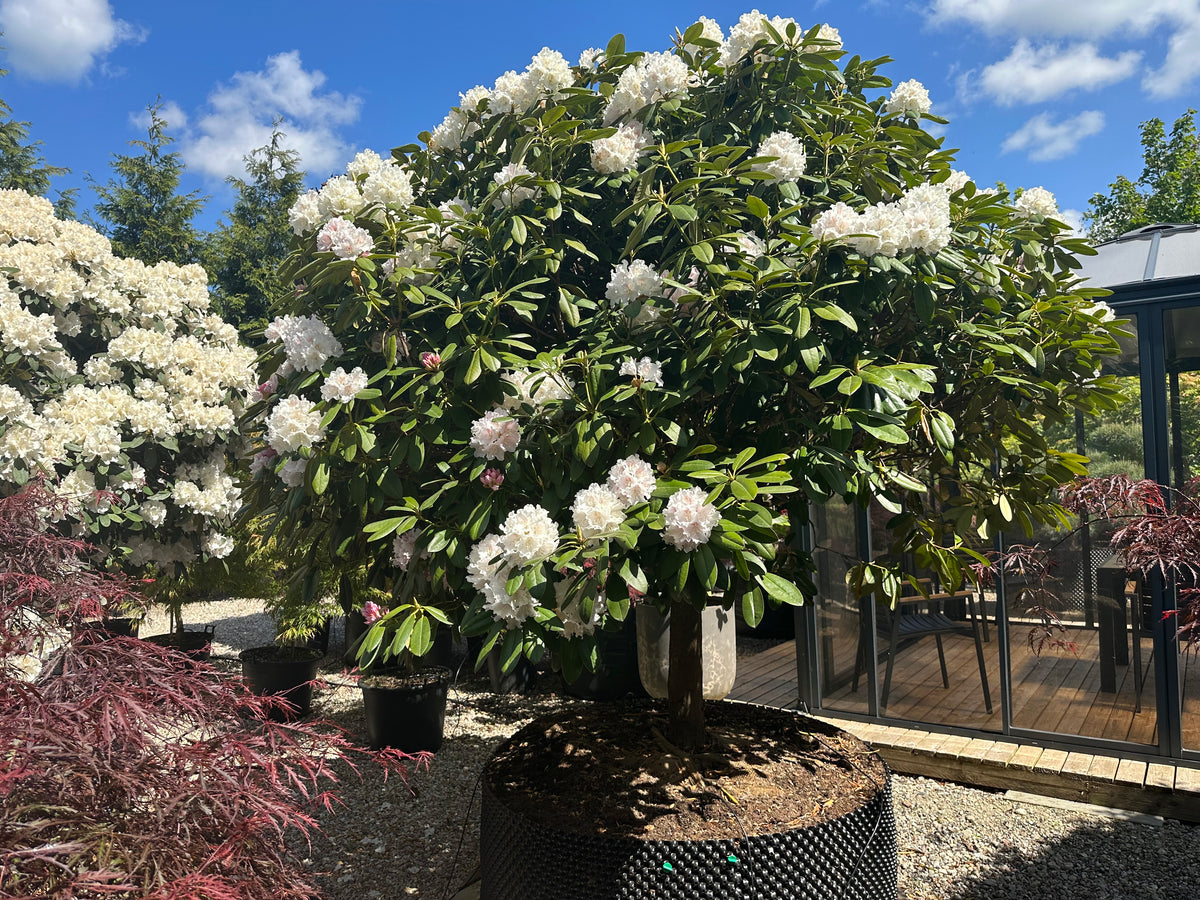 Et lille opstammet Rhododendron yakushimanum Almut-træ med en tæt, rund krone dækket af snehvide blomsterklaser.