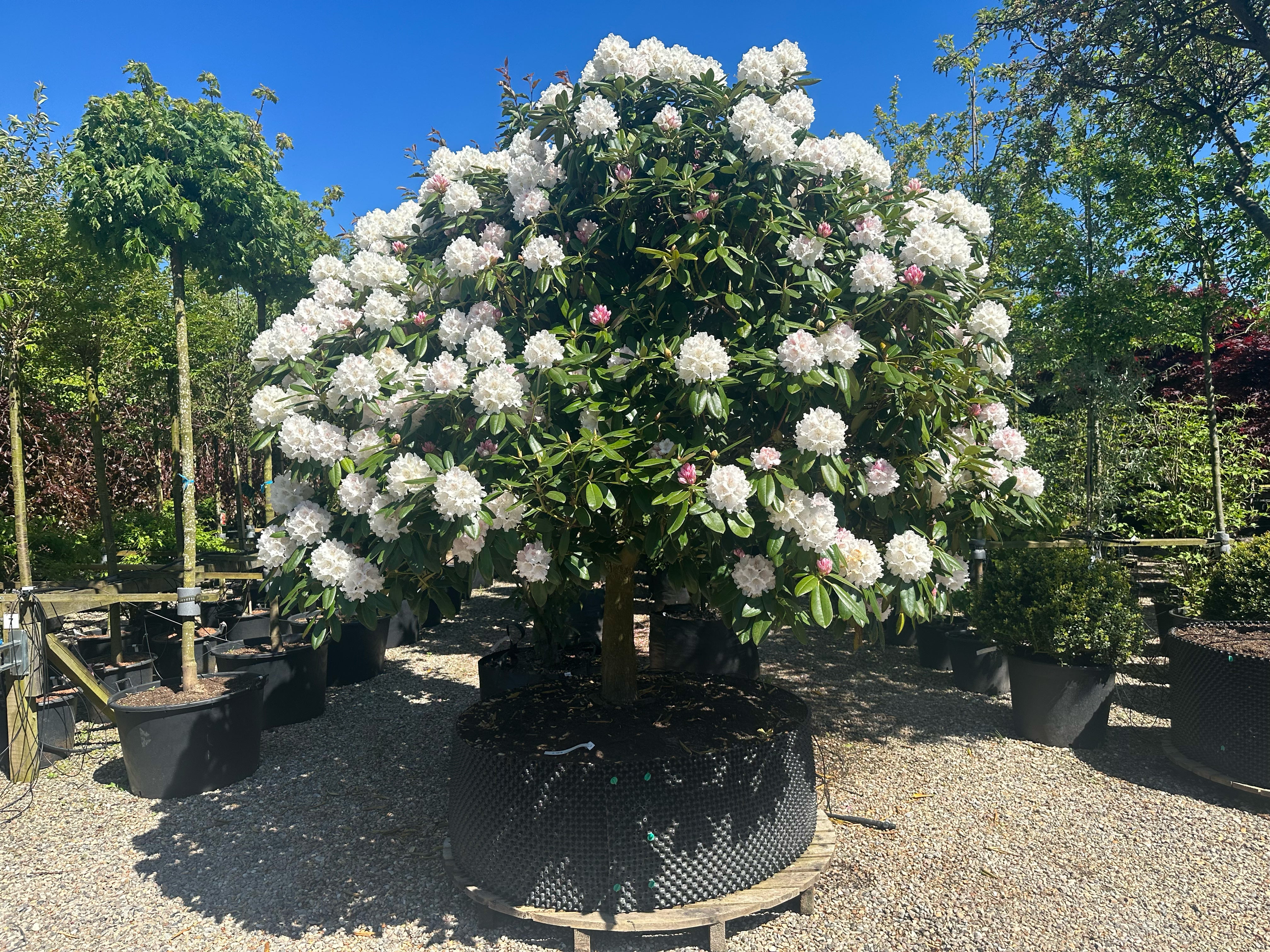 Et lille opstammet Rhododendron yakushimanum Almut-træ med en tæt, rund krone dækket af snehvide blomsterklaser.
