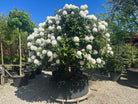 Et lille opstammet Rhododendron yakushimanum Almut-træ med en tæt, rund krone dækket af snehvide blomsterklaser.
