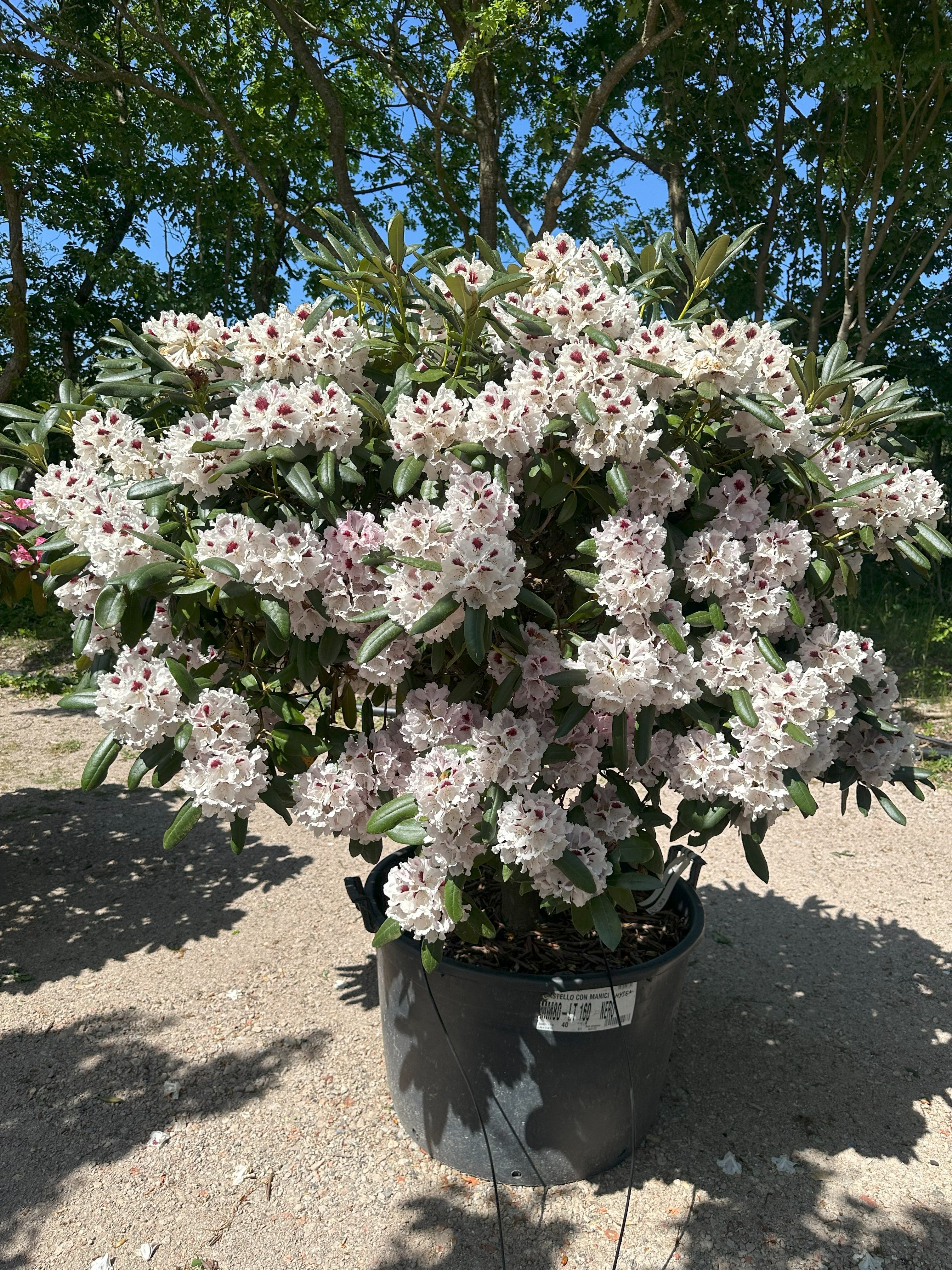 Opstammet Annika-rhododendron i fuld blomst med klare lyserøde blomster.