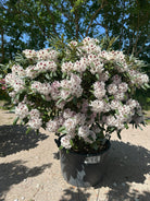 Opstammet Annika-rhododendron i fuld blomst med klare lyserøde blomster.