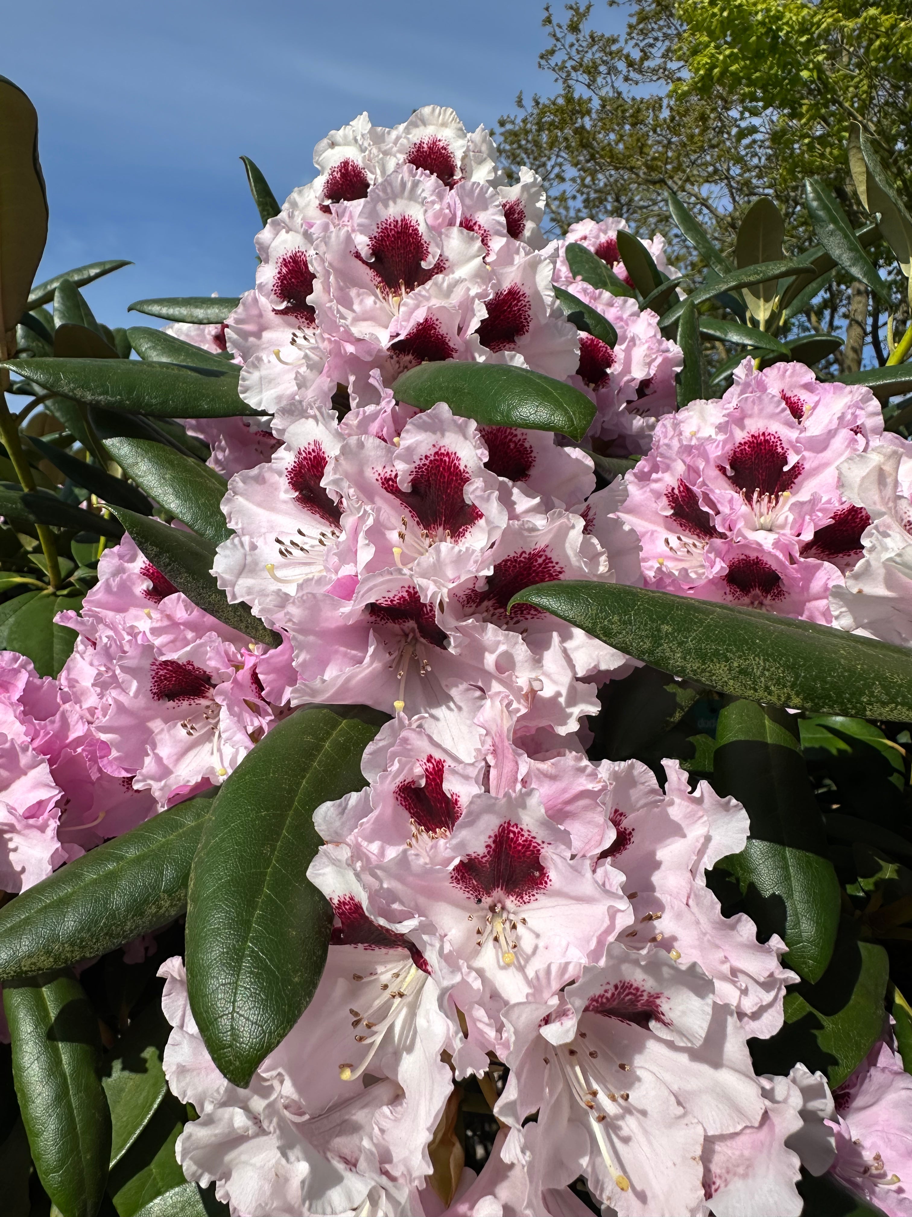  En tæt klase af store, tragtformede lyserøde rhododendronblomster i forårssolen.